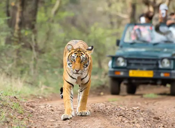 4Night /5Days Rajasthan Wildlife & Heritage Tour